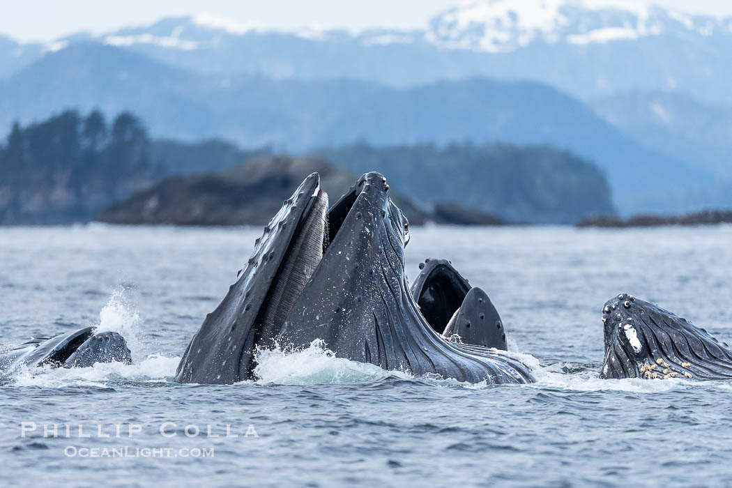 Humpback whales surface together during coordinated bubble-net feeding in Southeast Alaska. The whales use bubbles, sound, and movement to corral fish before capturing them in their open mouths., Megaptera novaeangliae, natural history stock photograph, photo id 41638