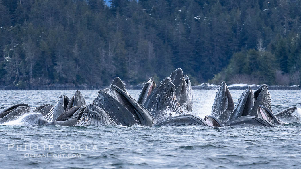 Humpback whales surface together during coordinated bubble-net feeding in Southeast Alaska. The whales use bubbles, sound, and movement to corral fish before capturing them in their open mouths.