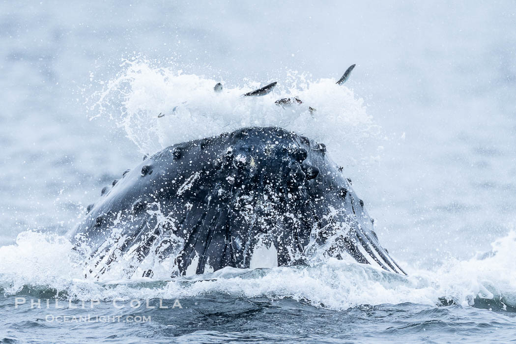 Humpback whales surface together during coordinated bubble-net feeding in Southeast Alaska. The whales use bubbles, sound, and movement to corral fish before capturing them in their open mouths., Megaptera novaeangliae, natural history stock photograph, photo id 41650