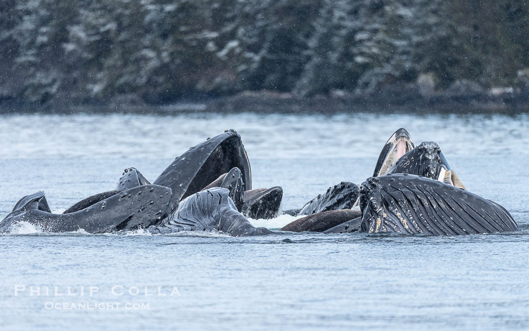 Humpback whales surface together during coordinated bubble-net feeding in Southeast Alaska. The whales use bubbles, sound, and movement to corral fish before capturing them in their open mouths., Megaptera novaeangliae, natural history stock photograph, photo id 41658