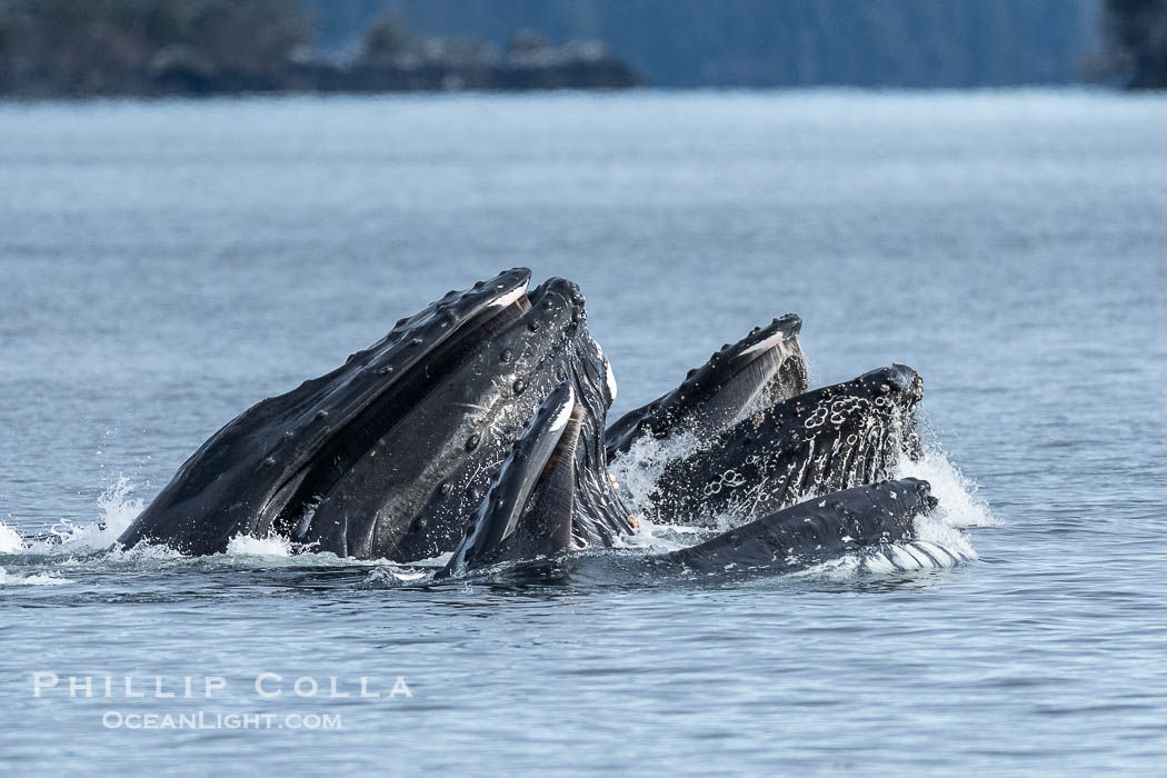 Humpback whales surface together during coordinated bubble-net feeding in Southeast Alaska. The whales use bubbles, sound, and movement to corral fish before capturing them in their open mouths., Megaptera novaeangliae, natural history stock photograph, photo id 41662