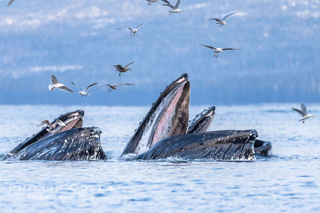 Humpback whales surface together during coordinated bubble-net feeding in Southeast Alaska. The whales use bubbles, sound, and movement to corral fish before capturing them in their open mouths., Megaptera novaeangliae, natural history stock photograph, photo id 41670