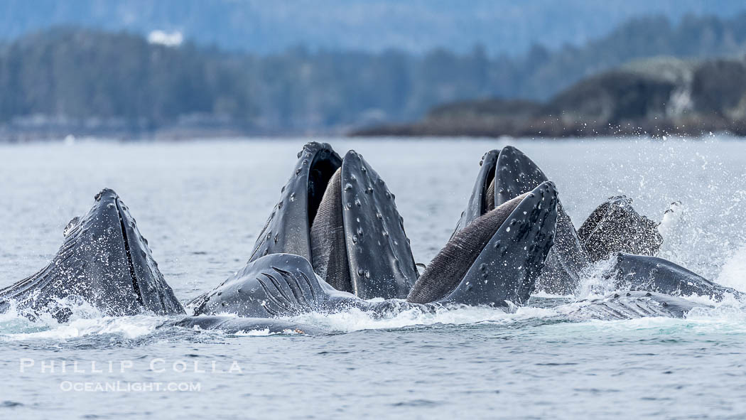 Humpback whales surface together during coordinated bubble-net feeding in Southeast Alaska. The whales use bubbles, sound, and movement to corral fish before capturing them in their open mouths., Megaptera novaeangliae, natural history stock photograph, photo id 41674