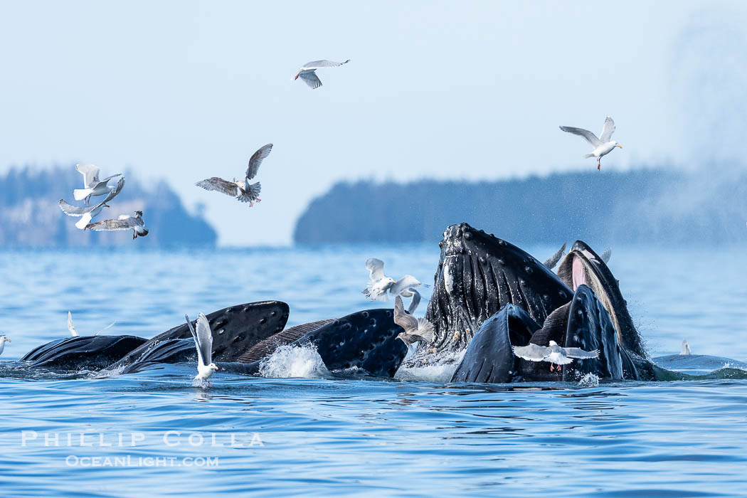 Humpback whales surface together during coordinated bubble-net feeding in Southeast Alaska. The whales use bubbles, sound, and movement to corral fish before capturing them in their open mouths., Megaptera novaeangliae, natural history stock photograph, photo id 41678