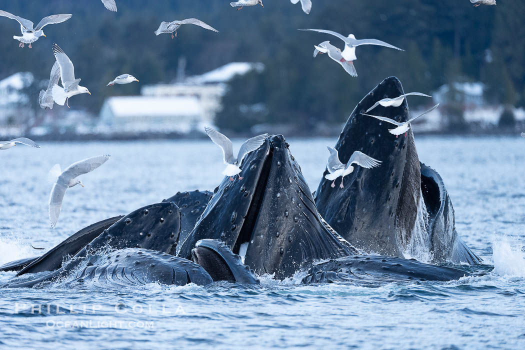 Humpback whales surface together during coordinated bubble-net feeding in Southeast Alaska. The whales use bubbles, sound, and movement to corral fish before capturing them in their open mouths., Megaptera novaeangliae, natural history stock photograph, photo id 41682