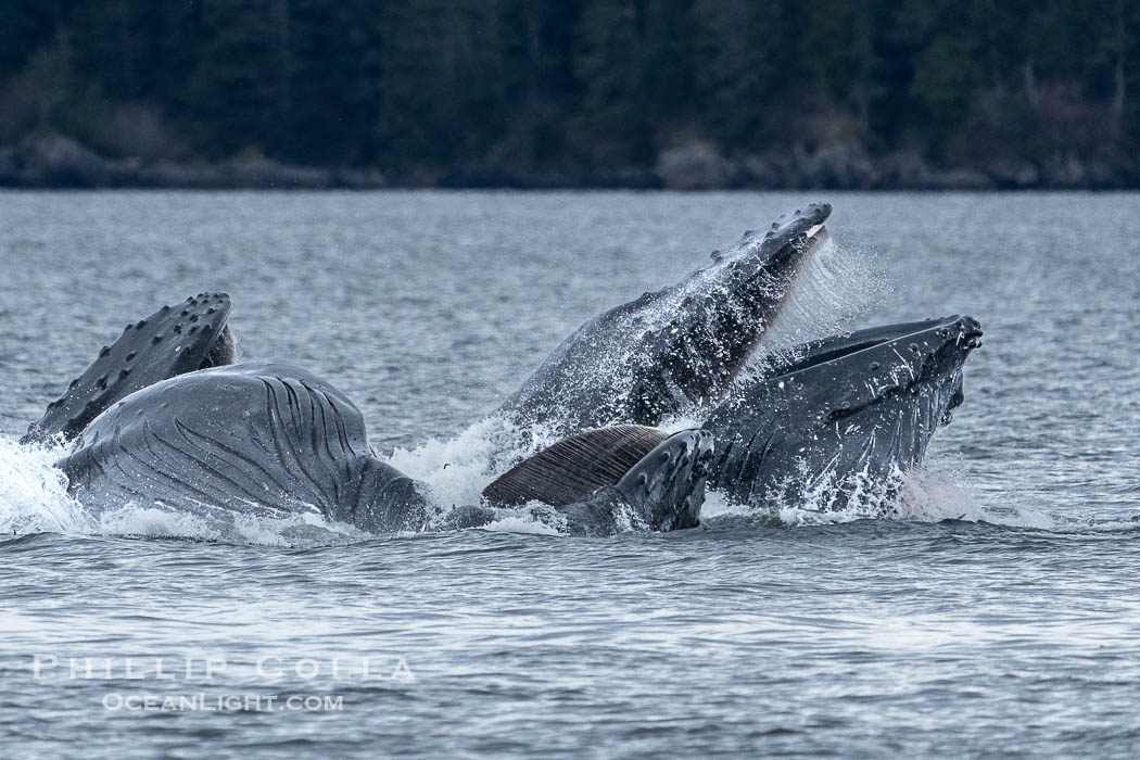 Humpback whales bubblenet feeding in Southeast Alaska. Coordinated bubble-net feeding is a specialized cooperative feeding technique used by humpback whales, where a group of whales works together to trap fish or krill in a net of bubbles then lunge through to feed. Sitka Sound, USA, Megaptera novaeangliae, natural history stock photograph, photo id 40924