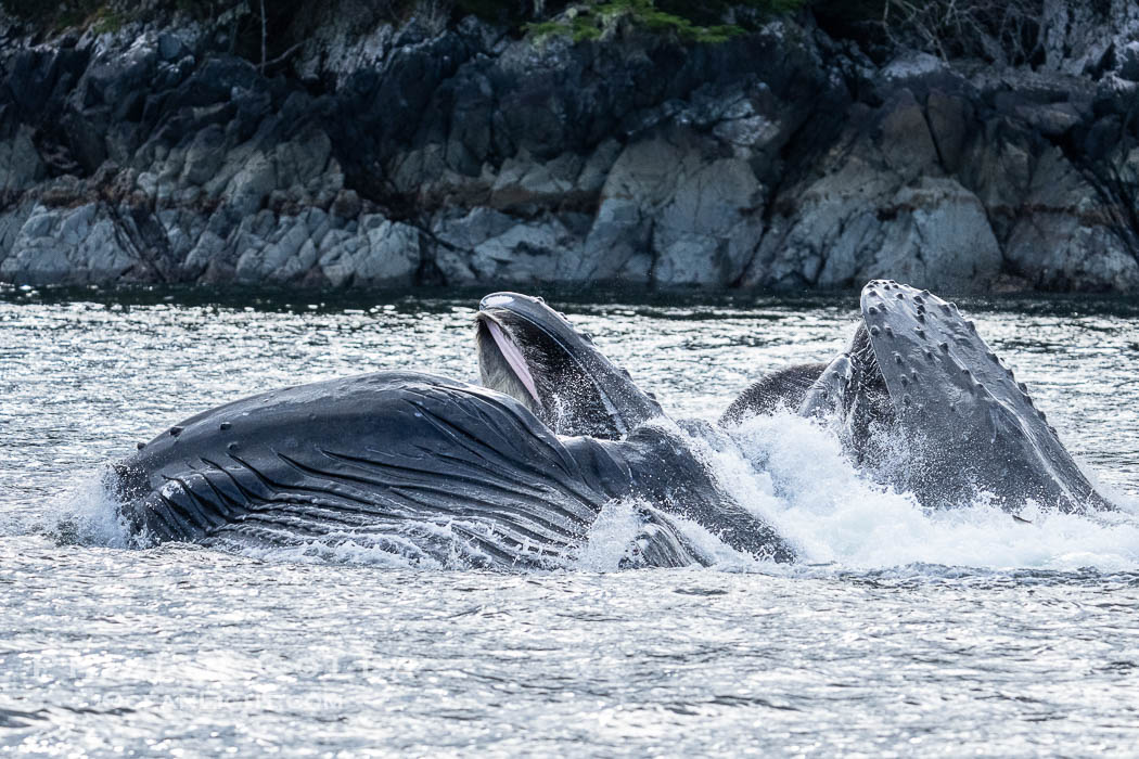 Humpback whales bubblenet feeding in Southeast Alaska. Coordinated bubble-net feeding is a specialized cooperative feeding technique used by humpback whales, where a group of whales works together to trap fish or krill in a net of bubbles then lunge through to feed. Sitka Sound, USA, Megaptera novaeangliae, natural history stock photograph, photo id 40928
