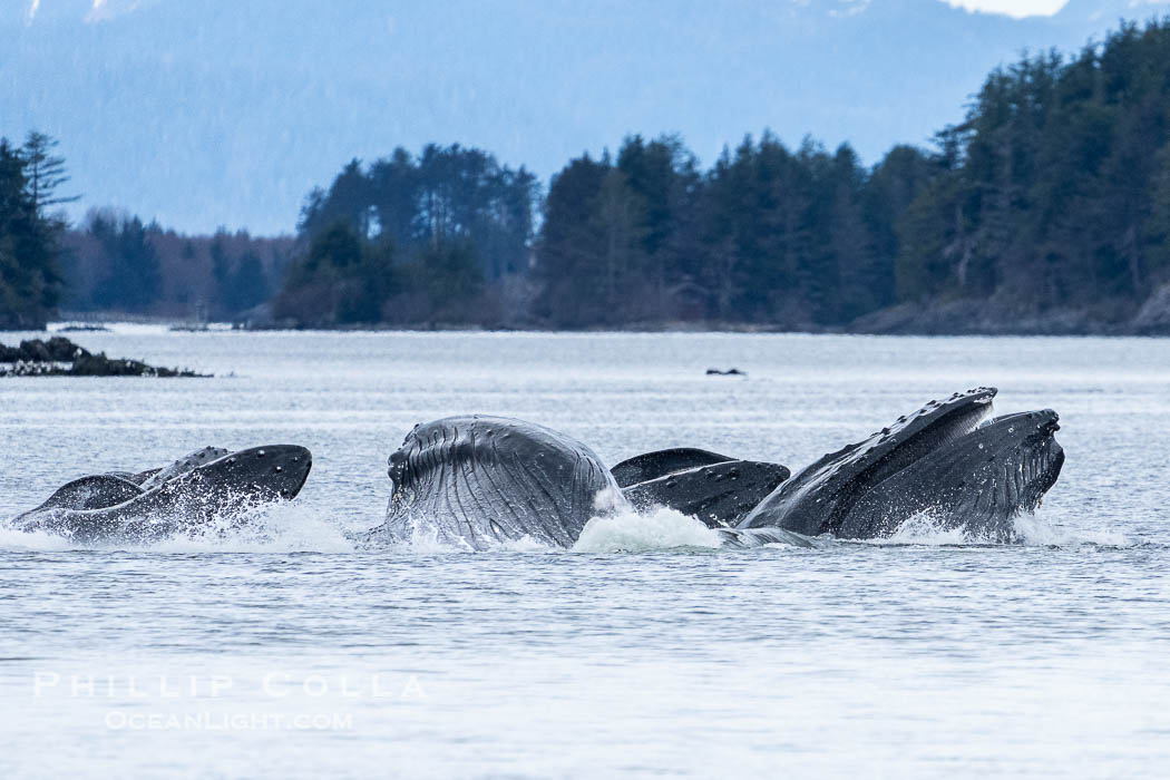 Humpback whales bubblenet feeding in Southeast Alaska. Coordinated bubble-net feeding is a specialized cooperative feeding technique used by humpback whales, where a group of whales works together to trap fish or krill in a net of bubbles then lunge through to feed. Sitka Sound, USA, Megaptera novaeangliae, natural history stock photograph, photo id 40936