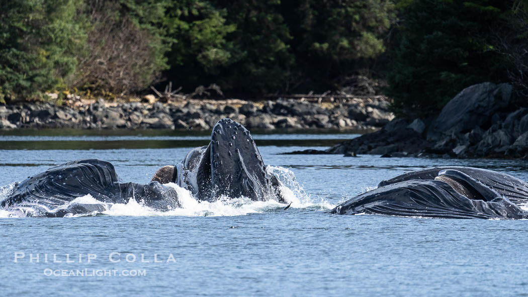 Humpback whales bubblenet feeding in Southeast Alaska. Coordinated bubble-net feeding is a specialized cooperative feeding technique used by humpback whales, where a group of whales works together to trap fish or krill in a net of bubbles then lunge through to feed. Sitka Sound, USA, Megaptera novaeangliae, natural history stock photograph, photo id 40940
