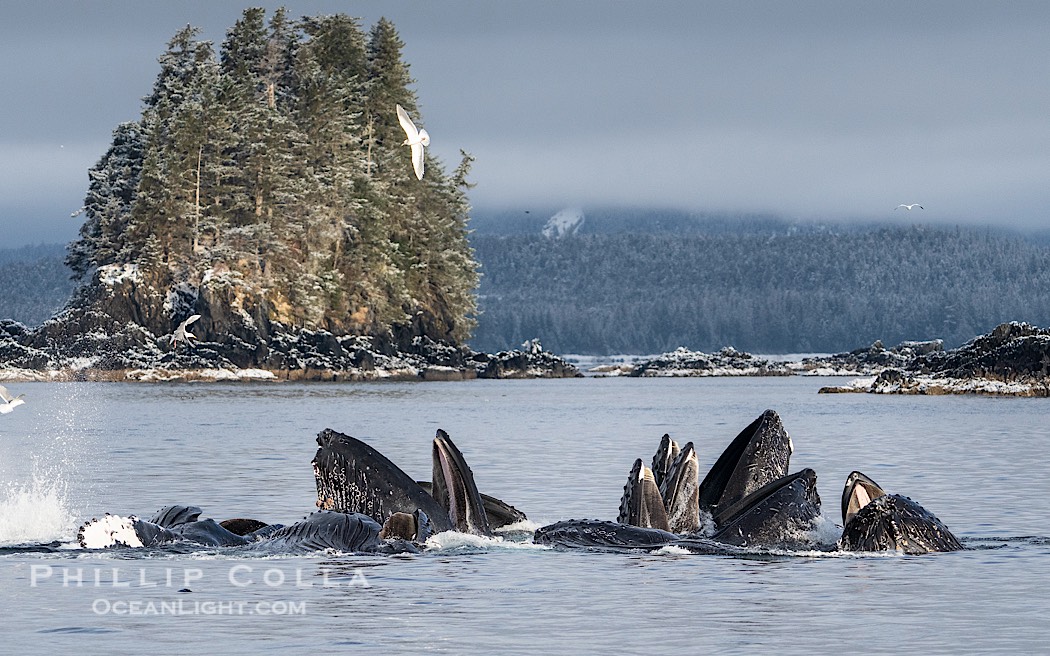 Humpback whales surface together during coordinated bubble-net feeding in Southeast Alaska. The whales use bubbles, sound, and movement to corral fish before capturing them in their open mouths., Megaptera novaeangliae, natural history stock photograph, photo id 41580