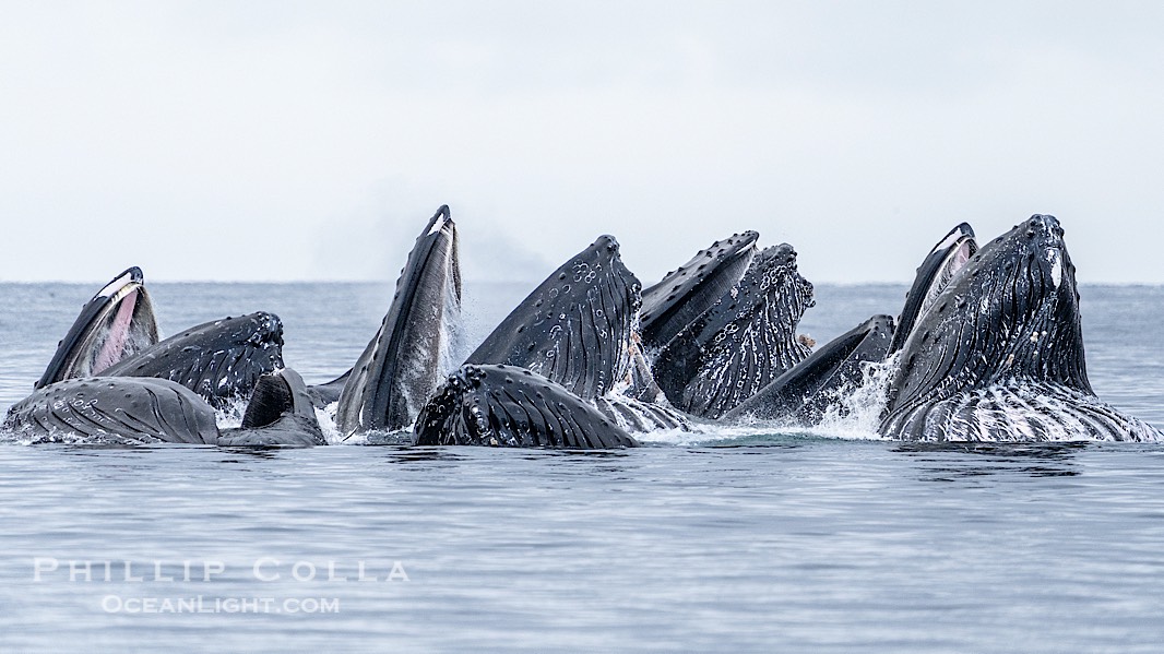 Humpback whales surface together during coordinated bubble-net feeding in Southeast Alaska. The whales use bubbles, sound, and movement to corral fish before capturing them in their open mouths., Megaptera novaeangliae, natural history stock photograph, photo id 41584