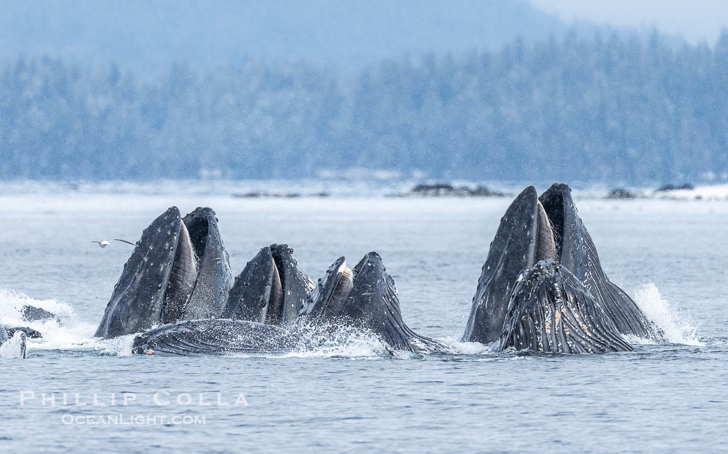 Humpback whales surface together during coordinated bubble-net feeding in Southeast Alaska. The whales use bubbles, sound, and movement to corral fish before capturing them in their open mouths, Megaptera novaeangliae, Sitka Sound