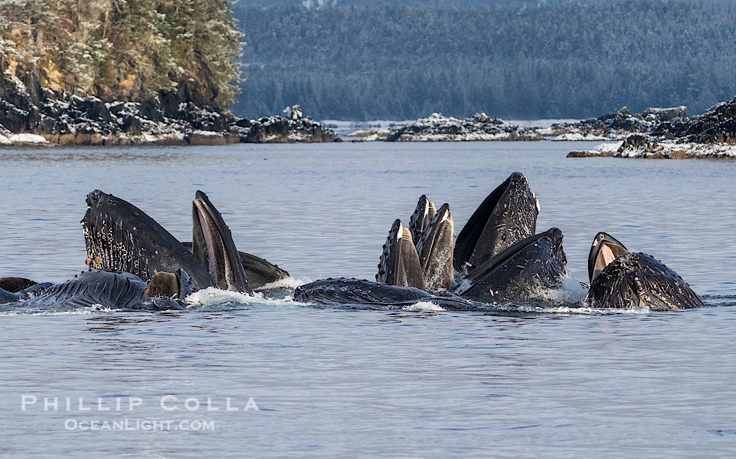 Humpback whales surface together during coordinated bubble-net feeding in Southeast Alaska. The whales use bubbles, sound, and movement to corral fish before capturing them in their open mouths., Megaptera novaeangliae, natural history stock photograph, photo id 41596