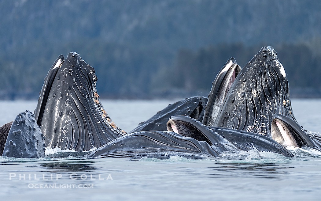 Humpback whales surface together during coordinated bubble-net feeding in Southeast Alaska. The whales use bubbles, sound, and movement to corral fish before capturing them in their open mouths., Megaptera novaeangliae, natural history stock photograph, photo id 41600