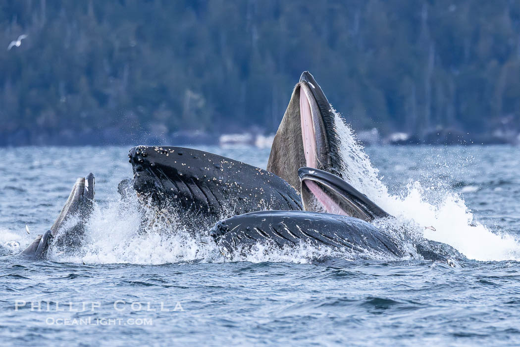 Humpback whales surface together during coordinated bubble-net feeding in Southeast Alaska. The whales use bubbles, sound, and movement to corral fish before capturing them in their open mouths., Megaptera novaeangliae, natural history stock photograph, photo id 41604