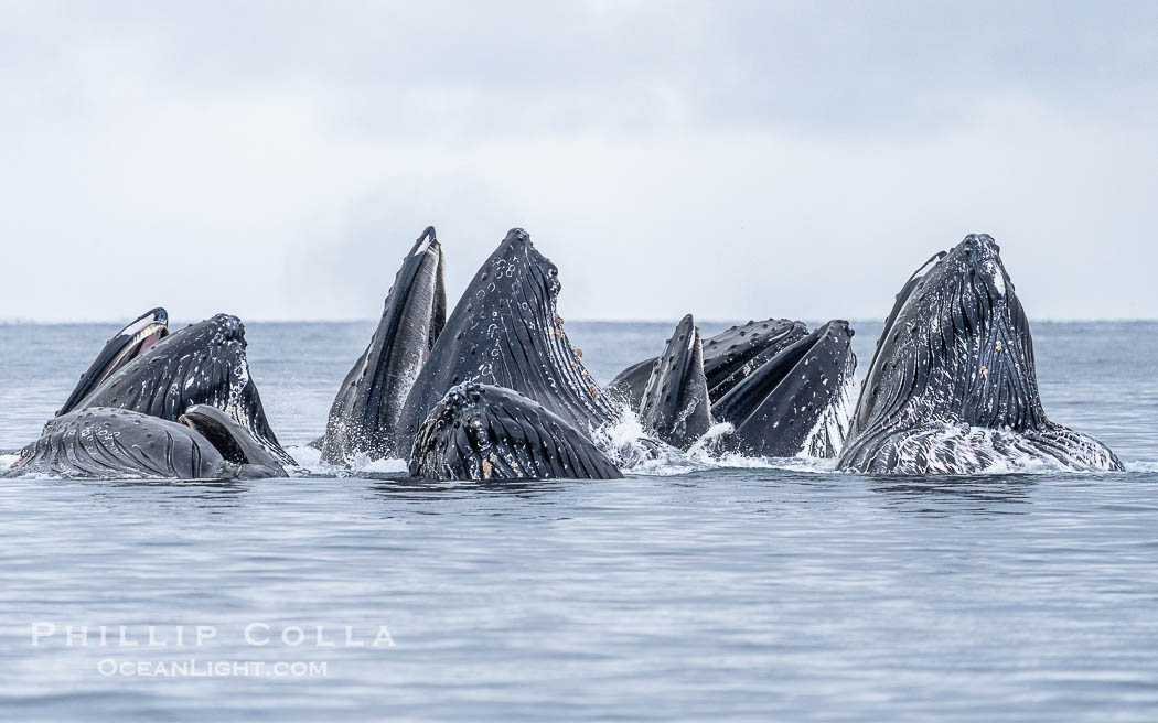 Humpback whales surface together during coordinated bubble-net feeding in Southeast Alaska. The whales use bubbles, sound, and movement to corral fish before capturing them in their open mouths., Megaptera novaeangliae, natural history stock photograph, photo id 41612