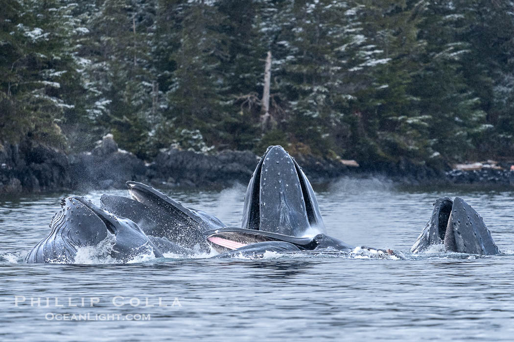 Humpback whales surface together during coordinated bubble-net feeding in Southeast Alaska. The whales use bubbles, sound, and movement to corral fish before capturing them in their open mouths., Megaptera novaeangliae, natural history stock photograph, photo id 41616