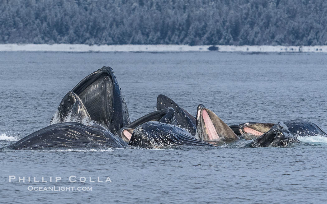Humpback whales surface together during coordinated bubble-net feeding in Southeast Alaska. The whales use bubbles, sound, and movement to corral fish before capturing them in their open mouths., Megaptera novaeangliae, natural history stock photograph, photo id 41620