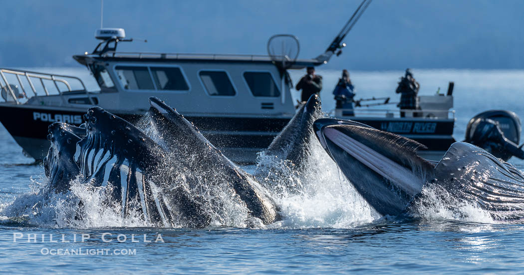 Humpback whales surface together during coordinated bubble-net feeding in Southeast Alaska. The whales use bubbles, sound, and movement to corral fish before capturing them in their open mouths, Megaptera novaeangliae, Sitka Sound