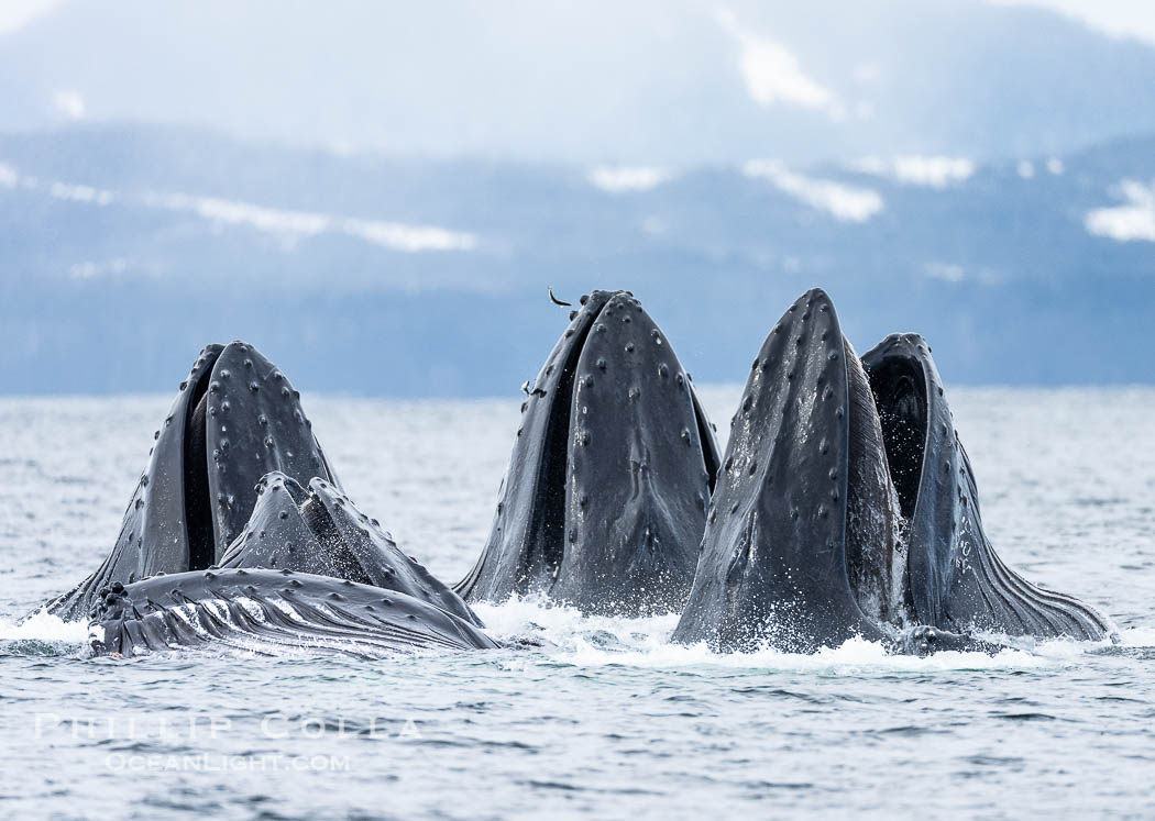 Humpback whales surface together during coordinated bubble-net feeding in Southeast Alaska. The whales use bubbles, sound, and movement to corral fish before capturing them in their open mouths., Megaptera novaeangliae, natural history stock photograph, photo id 41636