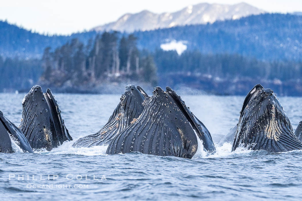 Humpback whales surface together during coordinated bubble-net feeding in Southeast Alaska. The whales use bubbles, sound, and movement to corral fish before capturing them in their open mouths., Megaptera novaeangliae, natural history stock photograph, photo id 41648