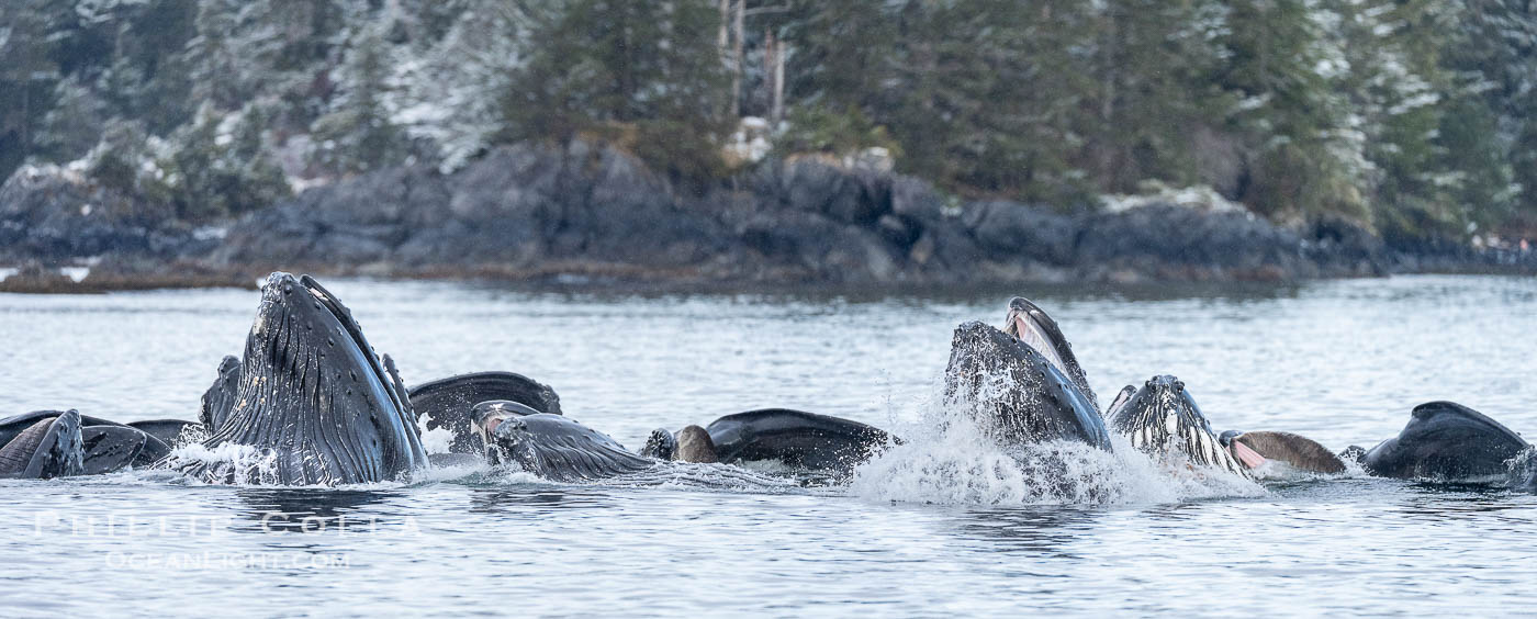 Humpback whales surface together during coordinated bubble-net feeding in Southeast Alaska. The whales use bubbles, sound, and movement to corral fish before capturing them in their open mouths., Megaptera novaeangliae, natural history stock photograph, photo id 41660
