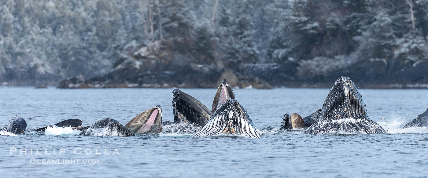 Humpback whales surface together during coordinated bubble-net feeding in Southeast Alaska. The whales use bubbles, sound, and movement to corral fish before capturing them in their open mouths., Megaptera novaeangliae, natural history stock photograph, photo id 41664