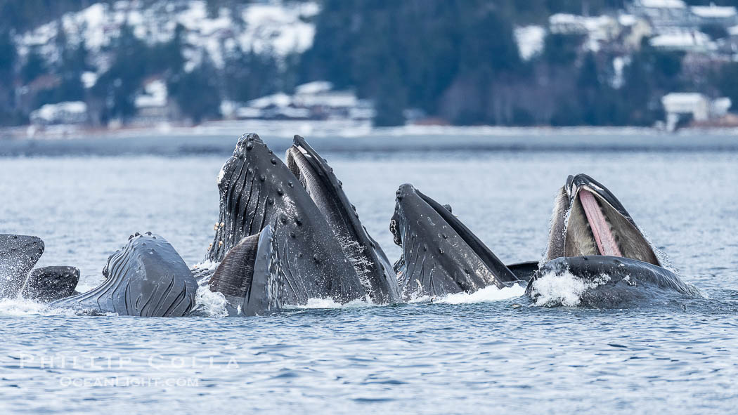Humpback whales surface together during coordinated bubble-net feeding in Southeast Alaska. The whales use bubbles, sound, and movement to corral fish before capturing them in their open mouths., Megaptera novaeangliae, natural history stock photograph, photo id 41676