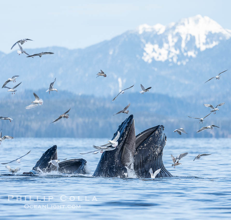 Humpback whales surface together during coordinated bubble-net feeding in Southeast Alaska. The whales use bubbles, sound, and movement to corral fish before capturing them in their open mouths., Megaptera novaeangliae, natural history stock photograph, photo id 41680