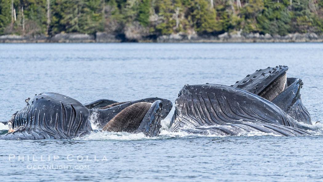 Humpback whales bubblenet feeding in Southeast Alaska. Coordinated bubble-net feeding is a specialized cooperative feeding technique used by humpback whales, where a group of whales works together to trap fish or krill in a net of bubbles then lunge through to feed. Sitka Sound, USA, Megaptera novaeangliae, natural history stock photograph, photo id 40927
