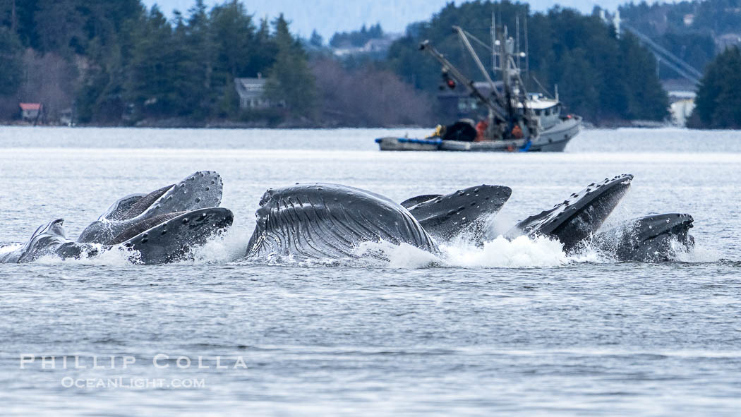 Humpback whales bubblenet feeding in Southeast Alaska. Coordinated bubble-net feeding is a specialized cooperative feeding technique used by humpback whales, where a group of whales works together to trap fish or krill in a net of bubbles then lunge through to feed. Sitka Sound, USA, Megaptera novaeangliae, natural history stock photograph, photo id 40935