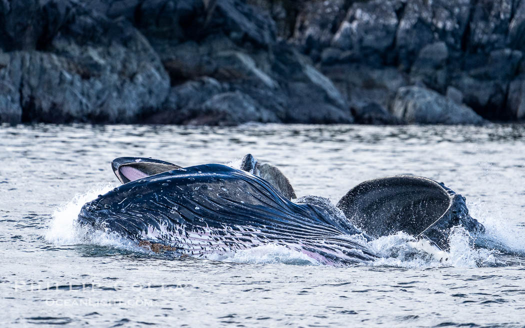 Humpback whales bubblenet feeding in Southeast Alaska. Coordinated bubble-net feeding is a specialized cooperative feeding technique used by humpback whales, where a group of whales works together to trap fish or krill in a net of bubbles then lunge through to feed. Sitka Sound, USA, Megaptera novaeangliae, natural history stock photograph, photo id 40939