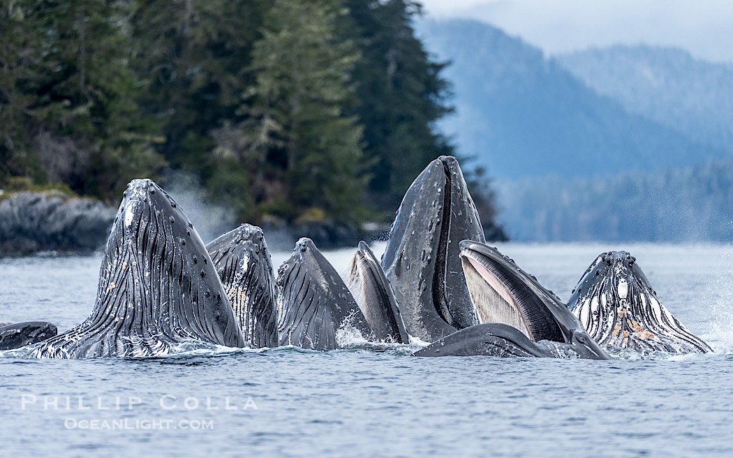 Humpback whales surface together during coordinated bubble-net feeding in Southeast Alaska. The whales use bubbles, sound, and movement to corral fish before capturing them in their open mouths., Megaptera novaeangliae, natural history stock photograph, photo id 41583