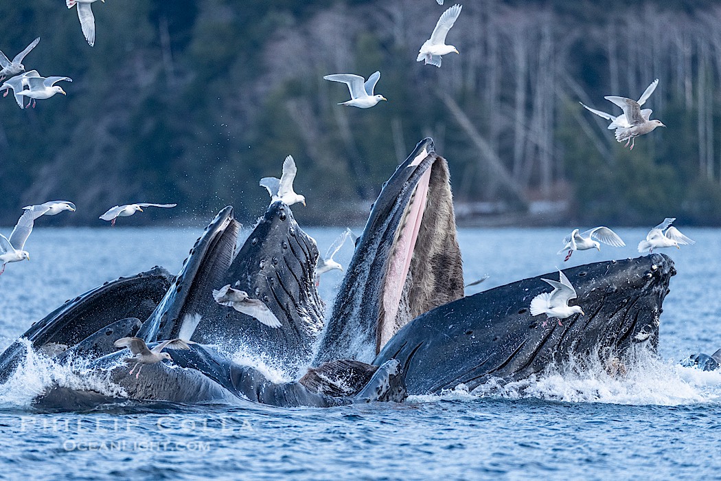 Humpback whales surface together during coordinated bubble-net feeding in Southeast Alaska. The whales use bubbles, sound, and movement to corral fish before capturing them in their open mouths., Megaptera novaeangliae, natural history stock photograph, photo id 41587