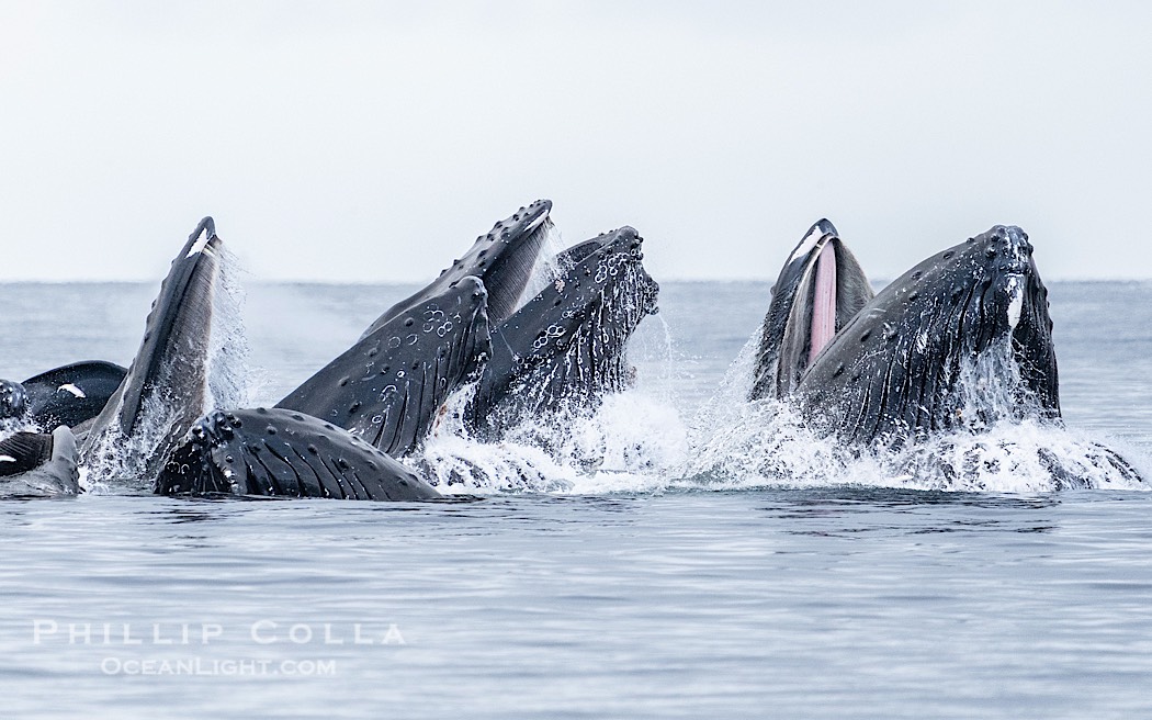 Humpback whales surface together during coordinated bubble-net feeding in Southeast Alaska. The whales use bubbles, sound, and movement to corral fish before capturing them in their open mouths., Megaptera novaeangliae, natural history stock photograph, photo id 41591
