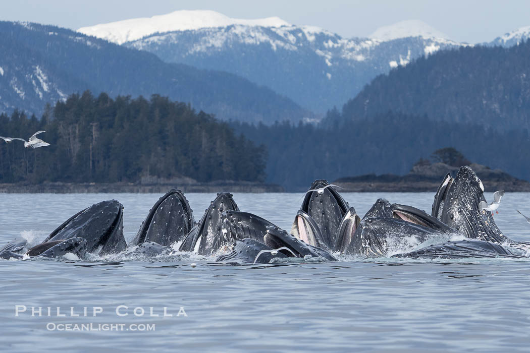 Humpback whales surface together during coordinated bubble-net feeding in Southeast Alaska. The whales use bubbles, sound, and movement to corral fish before capturing them in their open mouths, Megaptera novaeangliae, Sitka Sound