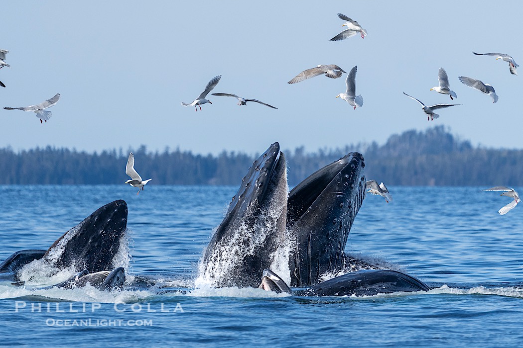 Humpback whales surface together during coordinated bubble-net feeding in Southeast Alaska. The whales use bubbles, sound, and movement to corral fish before capturing them in their open mouths., Megaptera novaeangliae, natural history stock photograph, photo id 41603
