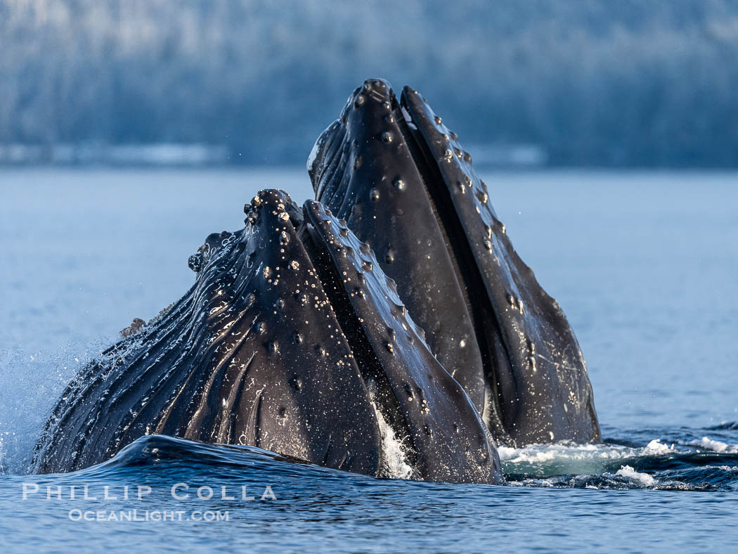 Humpback whales surface together during coordinated bubble-net feeding in Southeast Alaska. The whales use bubbles, sound, and movement to corral fish before capturing them in their open mouths., Megaptera novaeangliae, natural history stock photograph, photo id 41623