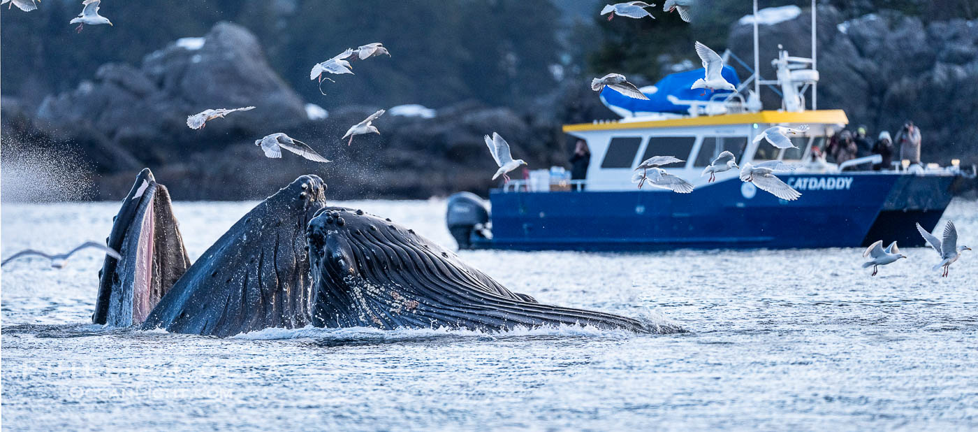 Humpback whales surface together during coordinated bubble-net feeding in Southeast Alaska. The whales use bubbles, sound, and movement to corral fish before capturing them in their open mouths., Megaptera novaeangliae, natural history stock photograph, photo id 41631