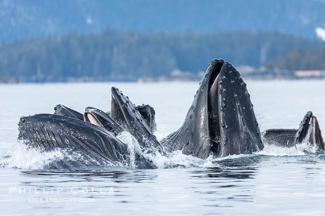 Humpback whales surface together during coordinated bubble-net feeding in Southeast Alaska. The whales use bubbles, sound, and movement to corral fish before capturing them in their open mouths., Megaptera novaeangliae, natural history stock photograph, photo id 41635