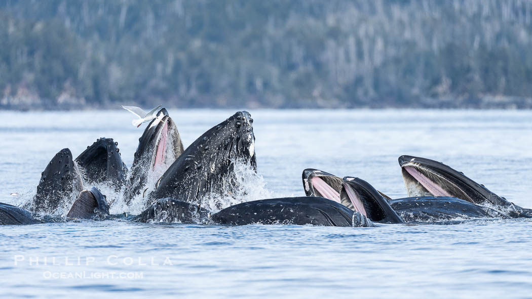 Humpback whales surface together during coordinated bubble-net feeding in Southeast Alaska. The whales use bubbles, sound, and movement to corral fish before capturing them in their open mouths., Megaptera novaeangliae, natural history stock photograph, photo id 41639