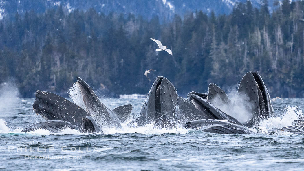 Humpback whales surface together during coordinated bubble-net feeding in Southeast Alaska. The whales use bubbles, sound, and movement to corral fish before capturing them in their open mouths., Megaptera novaeangliae, natural history stock photograph, photo id 41643