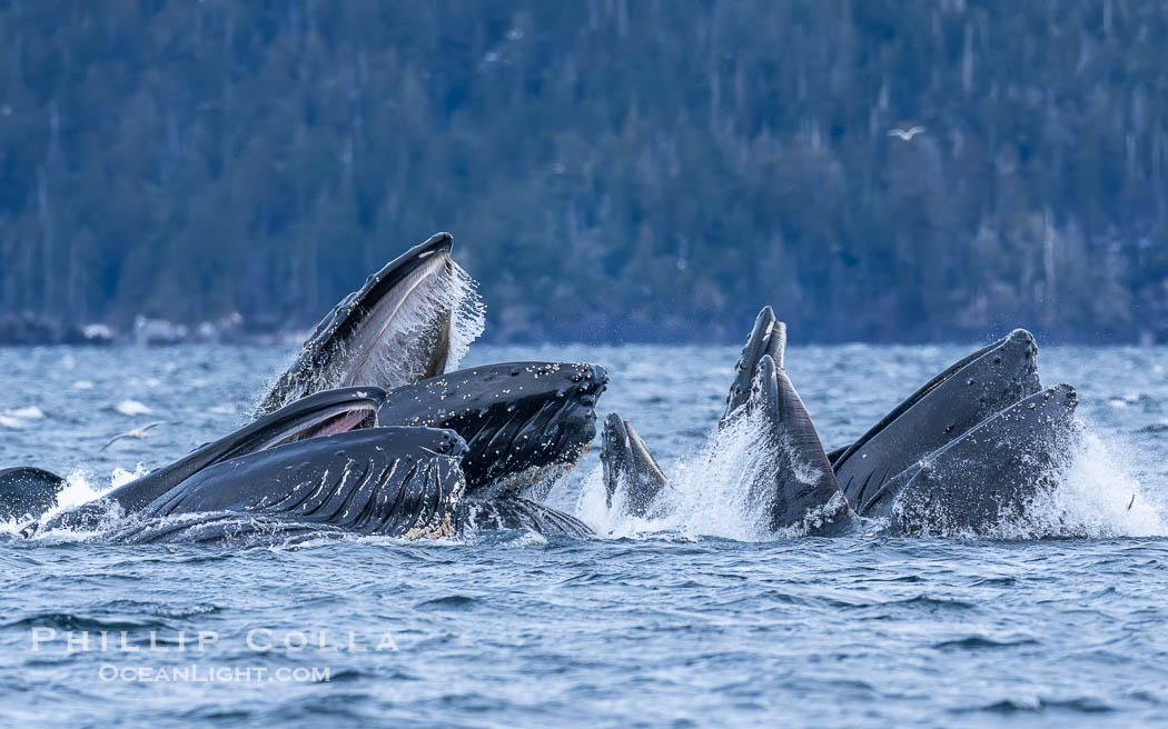 Humpback whales surface together during coordinated bubble-net feeding in Southeast Alaska. The whales use bubbles, sound, and movement to corral fish before capturing them in their open mouths., Megaptera novaeangliae, natural history stock photograph, photo id 41647