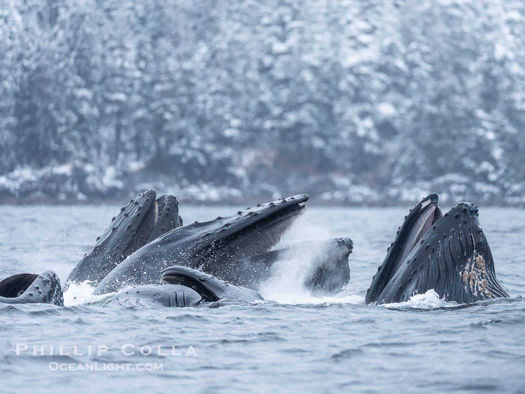 Humpback whales surface together during coordinated bubble-net feeding in Southeast Alaska. The whales use bubbles, sound, and movement to corral fish before capturing them in their open mouths., Megaptera novaeangliae, natural history stock photograph, photo id 41651