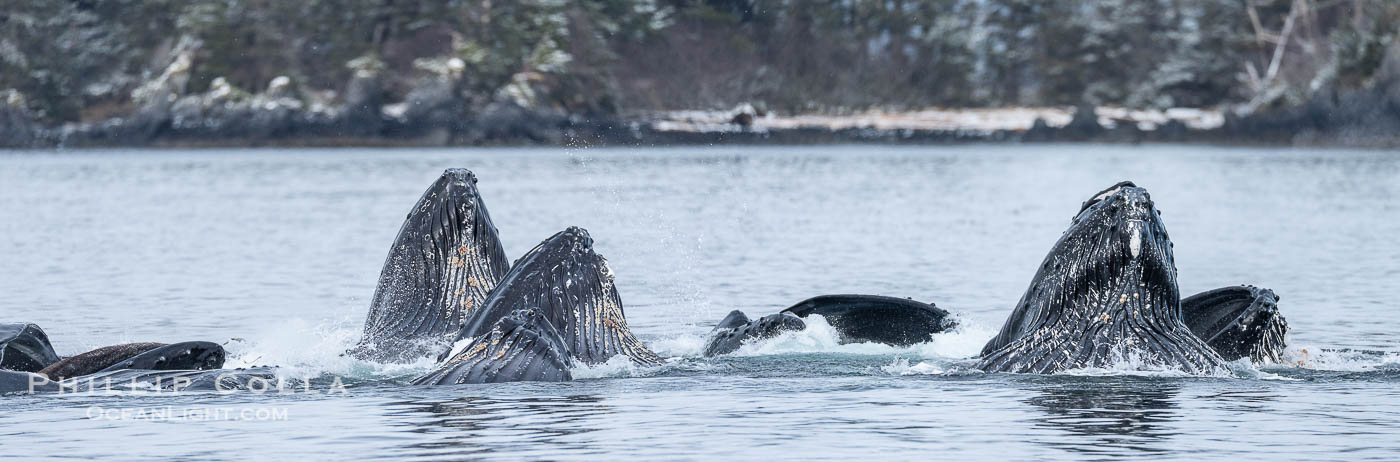 Humpback whales surface together during coordinated bubble-net feeding in Southeast Alaska. The whales use bubbles, sound, and movement to corral fish before capturing them in their open mouths., Megaptera novaeangliae, natural history stock photograph, photo id 41659