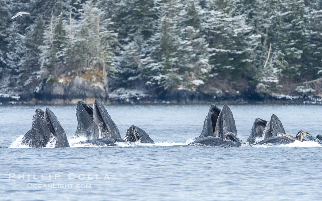 Humpback whales surface together during coordinated bubble-net feeding in Southeast Alaska. The whales use bubbles, sound, and movement to corral fish before capturing them in their open mouths., Megaptera novaeangliae, natural history stock photograph, photo id 41663