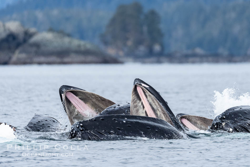 Humpback whales surface together during coordinated bubble-net feeding in Southeast Alaska. The whales use bubbles, sound, and movement to corral fish before capturing them in their open mouths., Megaptera novaeangliae, natural history stock photograph, photo id 41675