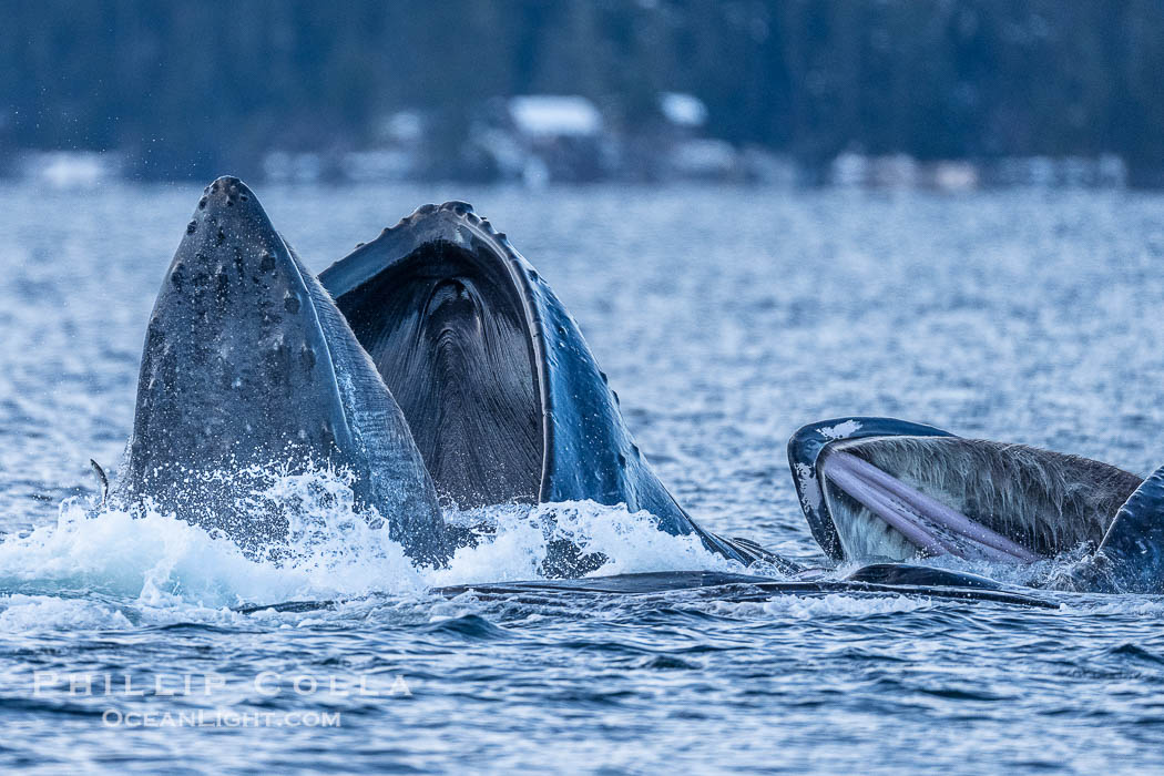 Humpback whales surface together during coordinated bubble-net feeding in Southeast Alaska. The whales use bubbles, sound, and movement to corral fish before capturing them in their open mouths., Megaptera novaeangliae, natural history stock photograph, photo id 41683