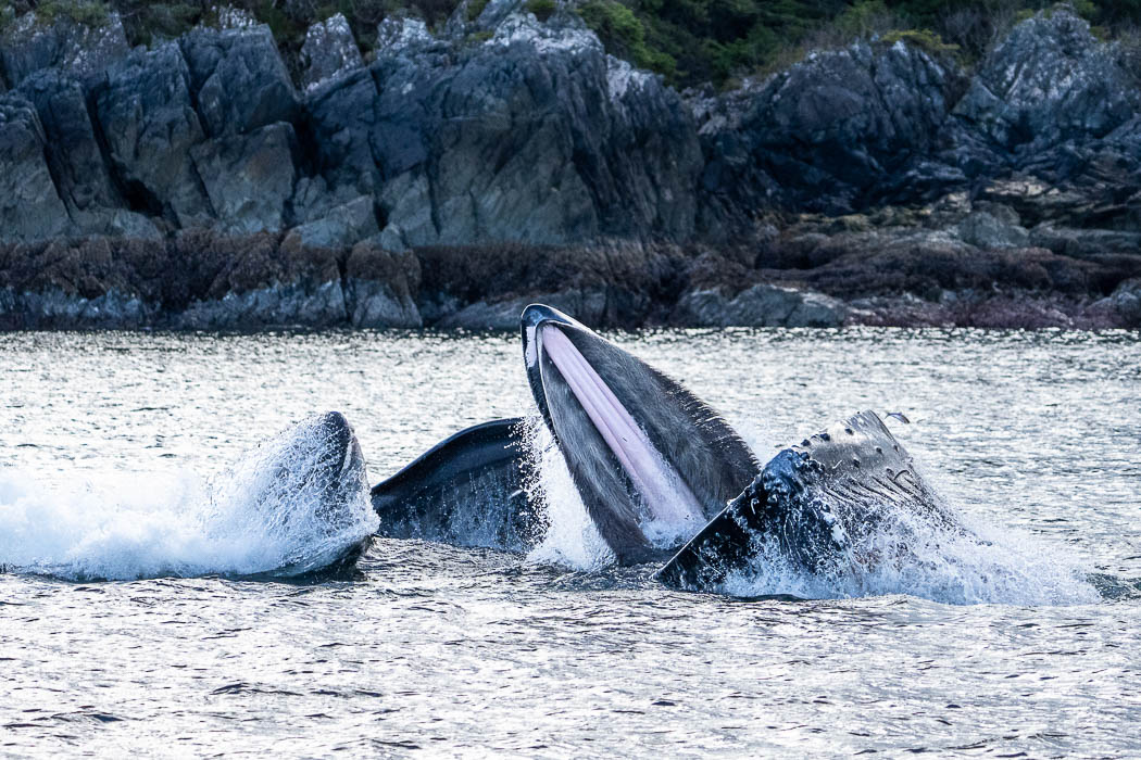 Humpback whales bubblenet feeding in Southeast Alaska. Coordinated bubble-net feeding is a specialized cooperative feeding technique used by humpback whales, where a group of whales works together to trap fish or krill in a net of bubbles then lunge through to feed. Sitka Sound, USA, Megaptera novaeangliae, natural history stock photograph, photo id 40925