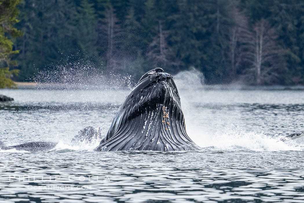 Humpback whales bubblenet feeding in Southeast Alaska. Coordinated bubble-net feeding is a specialized cooperative feeding technique used by humpback whales, where a group of whales works together to trap fish or krill in a net of bubbles then lunge through to feed. Sitka Sound, USA, Megaptera novaeangliae, natural history stock photograph, photo id 40937